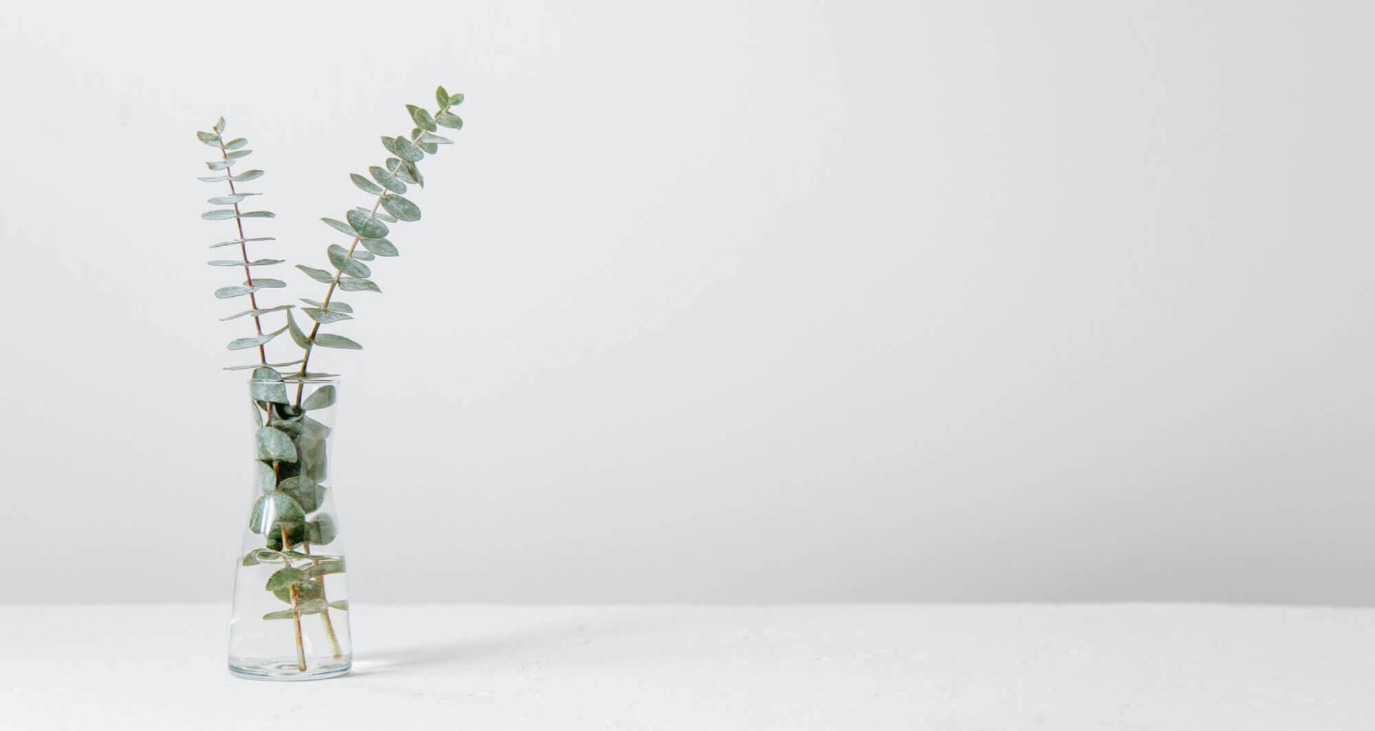 Tranquil and elegant plant on clean white desk