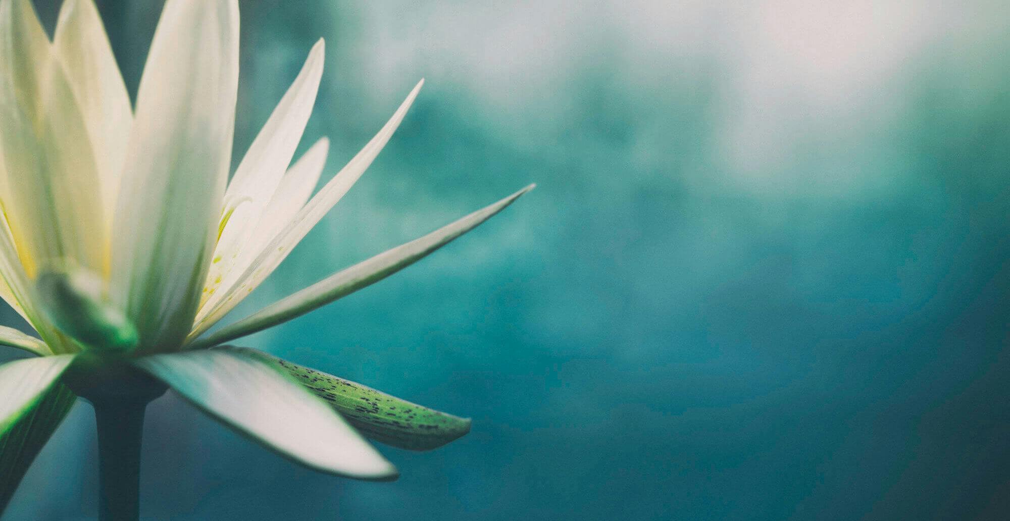 Serene lotus flower in soft green background
